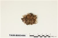 藏品(珠苔科)的圖片
